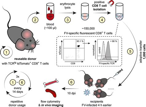 Isolation Procedure And Adoptive Transfer Of Fv Specific Tdtomato Cd