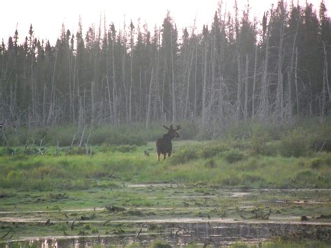 Majestic Moose In A Swamp In The Boreal Forest I Got To See Pics