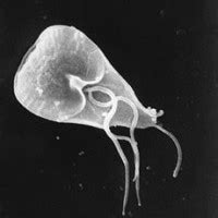 Giardia in Cats: Causes, Diagnosis, Treatment, Prevention and Tips