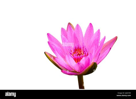 A View Of The Pink Lotus Flower Bulb Isolated On The White Background