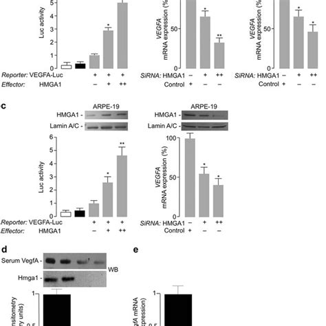 Hmga And Vegfa Expression In Hypoxia A Effect Of Hypoxia On Vegfa