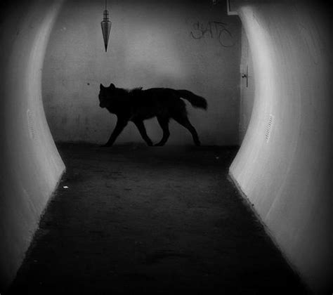 Scp 023 Black Shuck By Thescpfoundations On Deviantart