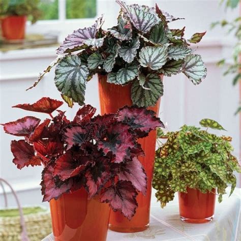 Rex Begonia (Mix Variety) – Plant – Wild Roots