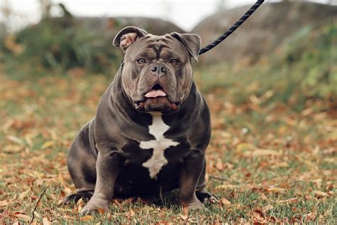 XL Bully Pitbull: Essential Care and Ownership Tips