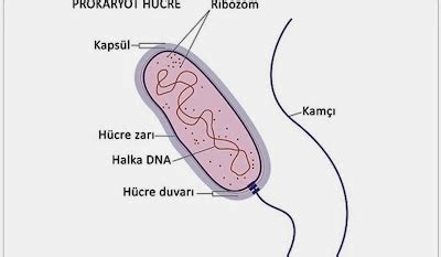 Prokaryot Hücre 9 Sınıf Biyoloji 2 Ünite BİYOLOJİ OKULU