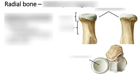 radius os longum diagram quizlet