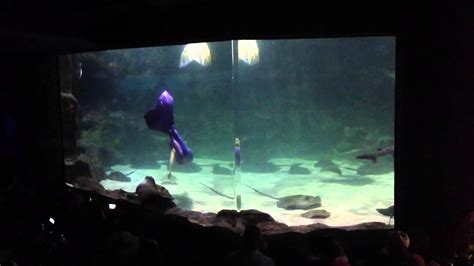 Ripleys Aquarium Myrtle Beach Mermaid Show Youtube