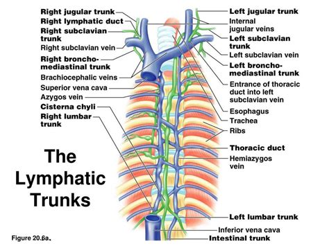 Ppt The Lymphatic And Immune Systems Powerpoint Presentation Free