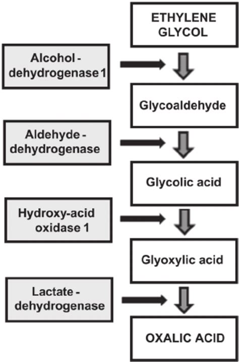 Enzymes That Catalyze Major Steps In Metabolic Conversion Of Ethylene