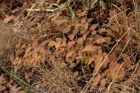 Epimedium Cherry Tart January Foliage 3 Scott Weber Flickr