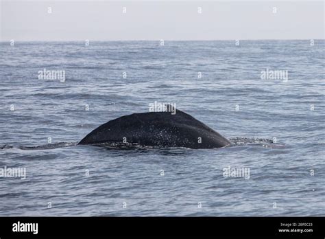 Humpback whale, Megaptera novaeangliae, are individually recognizable ...