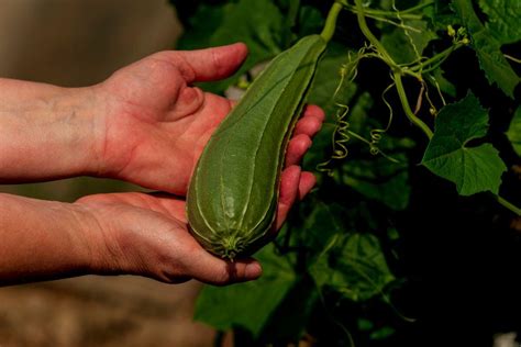 Bucha Vegetal Veja Essas Dicas Para Plantar De Forma F Cil