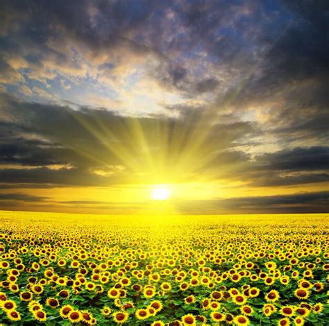 Premium Photo | Sunflowers at sunset