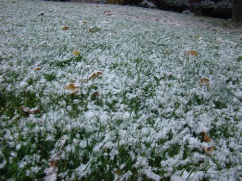 Snowy Grass By Meggeemanatee On Deviantart