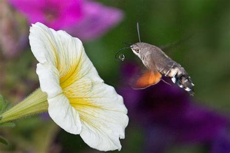 Le Sphinx Colibri Souvenirs