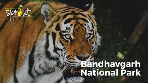 Tiger Sightings Bandhavgarh Bandhavgarh National Park Jungle Safari Aug 2021 Youtube