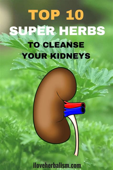 10 Best Herbs To Cleanse Your Kidney Fruit Health Benefits Kidney