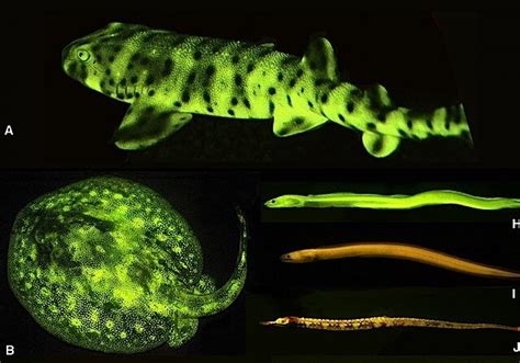 tag fluorescent fish reef builders  reef  saltwater aquarium