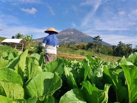 Di Magelang Terjadi Cuaca Ekstrem, Panen Petani Sayur Terancam Turun ...