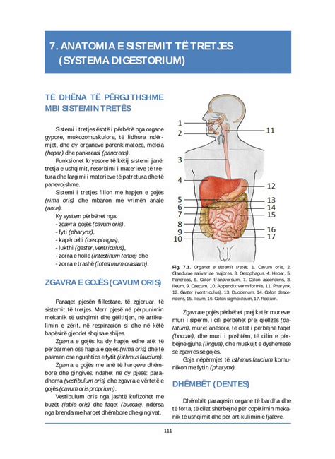 PDF 7 ANATOMIA E SISTEMIT TË TRETJES SYSTEMA DIGESTORIUM DOKUMEN