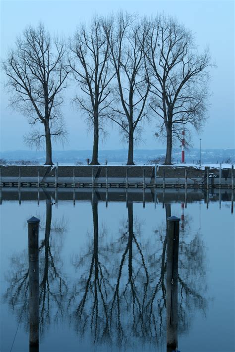 Free Images Tree Water Branch Snow Winter Fog Mist Bridge