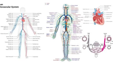 Human Circulatory System – Definition, Structure, Organs, Functions ...