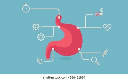 Stomach Vector Illustration Stock Vector (Royalty Free) 584267593 | Shutterstock