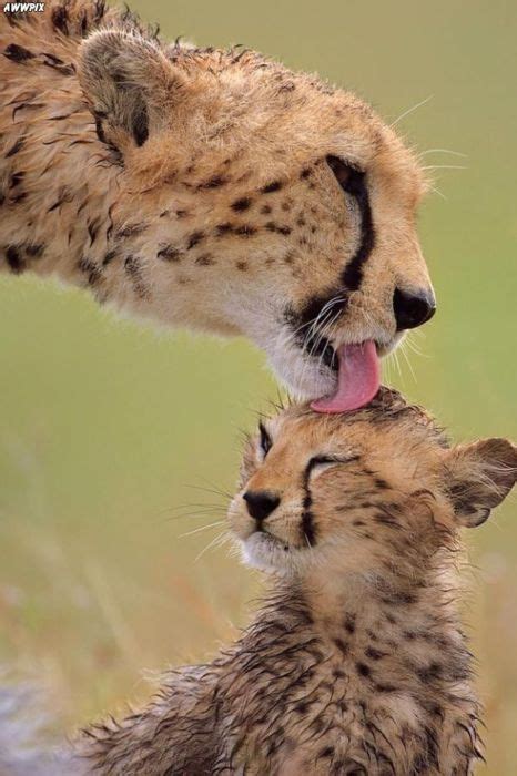 Cheetah After The Rain ©ademiromano Mothers Love Animals Kissing