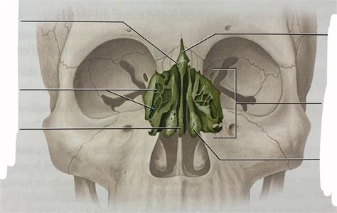 ethmoid bone Diagram | Quizlet