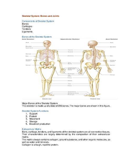 Chapter 6 Skeletal System - Skeletal System: Bones and Joints