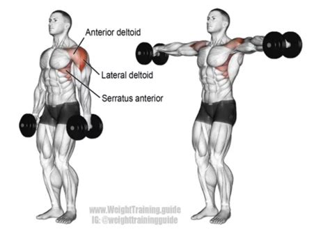 Musculation Des Paules Notre Programme Barbichette Fr