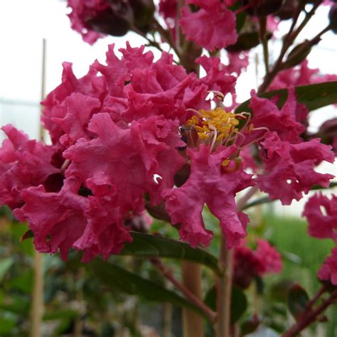 Lagerstroemia indica Indybra BRAISE D ÉTÉ