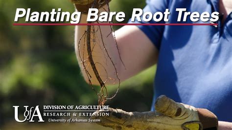 How To Plant Bare Root Trees Youtube