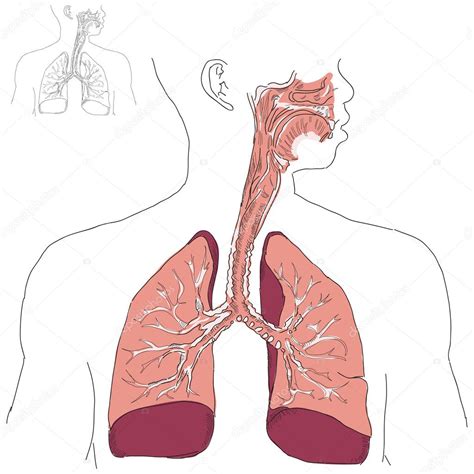 Układ oddechowy i promienica wektor stockowy od VIPDesignUSA 8593465