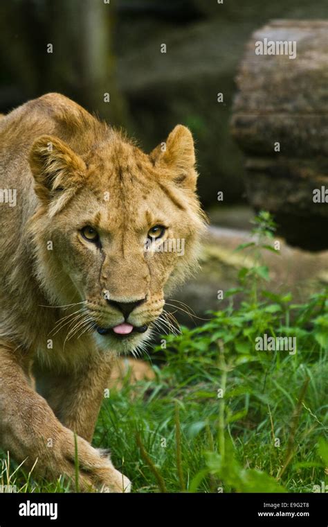 Lion Panthera Leo Stock Photo Alamy