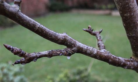 Fruit Tree Winter Wash