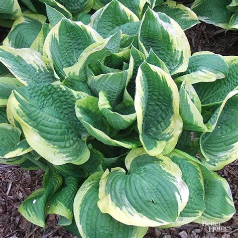 26 of the Best Hosta Varieties for Your Shade Garden | Shade garden ...