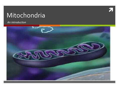 Ppt Mitochondria Powerpoint Presentation Free Download Id 2248654