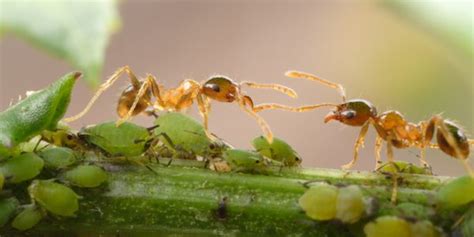 In Focus Small Brown Ants Inside Buildings Professional Pest Manager