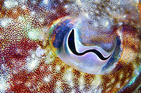 Cuttlefish Close Up Of Eye, Tenerife, Canary Islands Photograph by ...