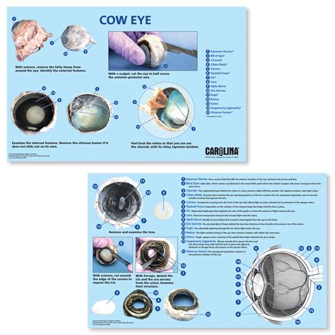 Cow Eye Dissection Labeled Retina