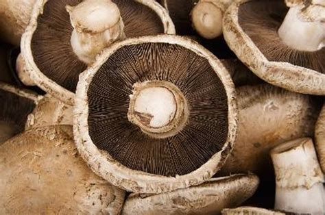 How To Grow Portobello Mushrooms At Home Hunker