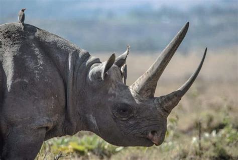 Black Rhino: Why Is It Endangered?