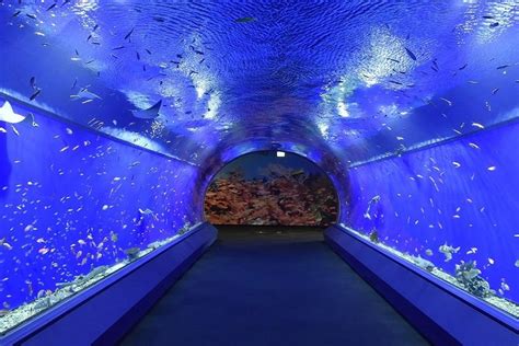 Tripadvisor Eintrittskarte für das Osaka Aquarium Kaiyukan zur