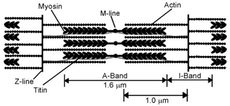 Cardiac Muscle Contraction Flashcards | Quizlet