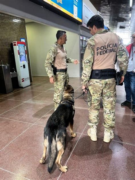 Dois Cães Farejadores Reforçam Equipe De Fiscalização Da Polícia Federal