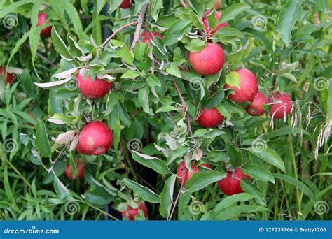 Heavy Laden Branches Of Apple Tree With Ripe Fruit Ready For Picking