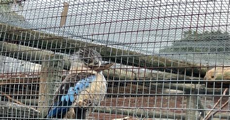 Kaapstad Priv Tour Wereld Van Vogels Met Meer Dan Vogels