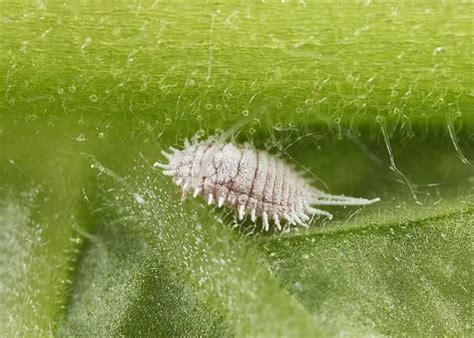 Лучшие препараты от мучнистого червеца: «Фитоверм», «Актара» и другие ...