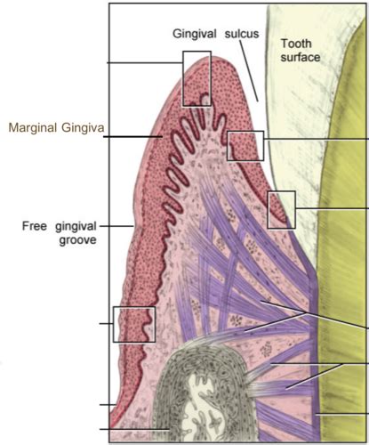 Embryology Chapter 10 Gingival Dentogingival Junctional Tissues PPT